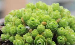 怎么让山地玫瑰叶子包起来（怎么让山地玫瑰叶子包起来养）