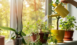 红糖当冲施肥怎么用（红糖当冲施肥可用吗）