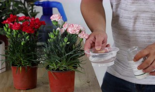 康乃馨在家里怎么养（康乃馨在家应该怎么养）