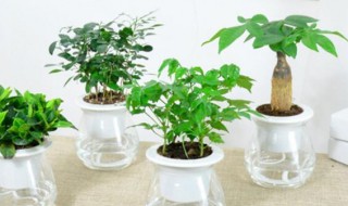 吊钟树怎么养水培 吊钟树怎么养水培植物