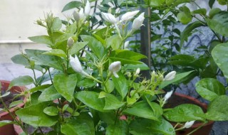 茉莉花叶子发黄干枯掉叶子怎么办 茉莉花叶子发黄干枯掉叶子怎么办百度贴吧