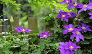 铁线莲叶子黄褐色斑点是什么原因 铁线莲叶子长黄褐斑