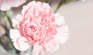 康乃馨如何繁殖（康乃馨的繁殖方法有哪些?）