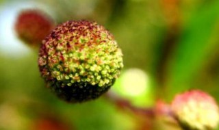 水杨梅水培方法 水杨梅的水培方法