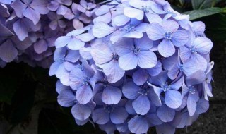 绣球花可以摆放在客厅吗（绣球花可以摆放在客厅吗）