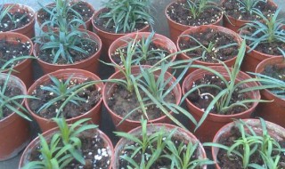 康乃馨的水培扦插步骤 康乃馨花扦插方法