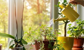 庭院四季常青低矮植物（庭院低矮四季常青的花草）