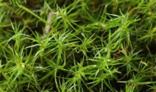 苔藓植物有没有根茎叶的分化（苔藓有茎叶的分化吗）