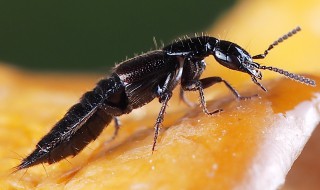 隐翅虫会在家做窝吗 家里发现隐翅虫,咋样找窝,灭虫