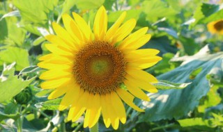 向日葵第二年还能活吗 向日葵第二年还能活吗图片