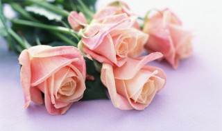 玫瑰叶子突然干焦 玫瑰叶子干焦怎么办