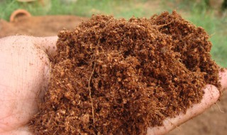 椰砖拌土的不良后果（椰砖拌土的不良后果补救）