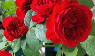 红苹果月季是藤本还是灌木（红苹果月季是藤本还是灌木本）