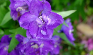 飞燕草花语和寓意（飞燕草花语和寓意爱情寓意）