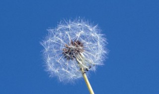 尖裂假还阳参和蒲公英的区别 尖裂假还阳参的药用价值