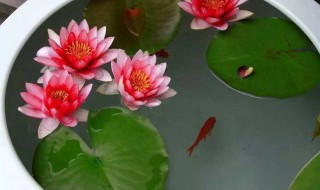 种睡莲需要多深的盆 睡莲需要多深的盆养殖?