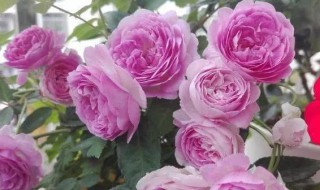 自由精神月季是藤本还是灌木 月季自由精神是灌木还是爬藤