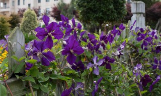 铁线莲一类二类三类具体品种 铁线莲一类二类三类具体品种的区别