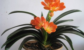 君子兰如何换盆换土 君子兰如何换盆换土视频