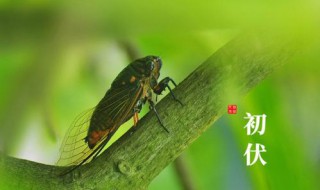 2021年入伏和出伏时间是什么（2021年入伏是什么时间?）