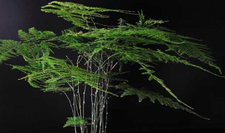 怎样使文竹又绿又茂盛 怎么能让文竹叶子茂盛