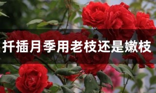 扦插月季用老枝还是嫩枝（月季扦插老枝好还是嫩枝好）