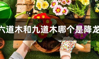 六道木和九道木哪个是降龙木 九道木是降龙木吗