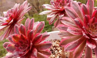 红覆轮多肉怎么养殖（红覆轮多肉好养吗）