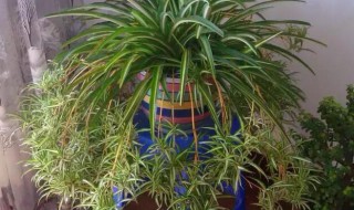 吊兰怎么养爆盆 吊兰怎样养爆盆