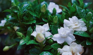 栀子花烂根如何抢救 栀子花烂根如何抢救