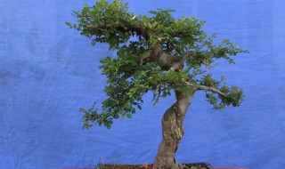 对节白蜡盆景的养护及注意事项 对节白蜡盆景冬季放室内可以么么