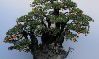 金弹子阴芽生桩怎么栽 金弹子阴芽生桩怎么栽培