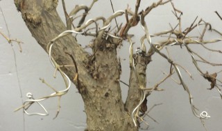 如何判断石榴桩死了没有 老桩石榴多久结果