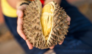 榴莲生长环境要求 榴莲生长环境温度