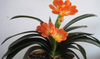 君子兰换土后第一次浇水注意 君子兰换土后第一次浇水注意可以直接用自来水吗