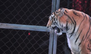 马戏团怎么训练老虎 马戏团怎么训练老虎狮子