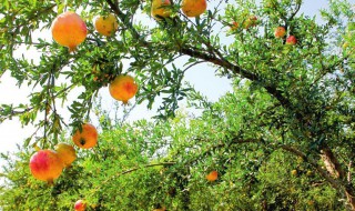 石榴树干枯了还能活吗 石榴树干枯了还能活吗视频