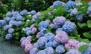 绣球花会变色吗 绣球花会不会变色