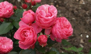 粉色达芬奇月季能长多高（粉色达芬奇月季花径多大）