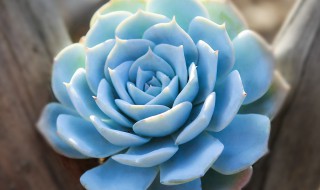 薄叶蓝鸟为啥一浇水就穿裙子 薄叶蓝鸟穿裙子了怎么办