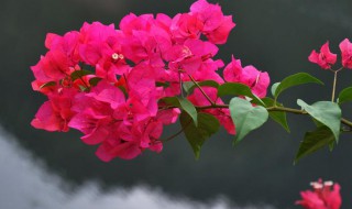 三角梅的修剪时间和方法（三角梅怎样修剪时间）