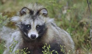 三有保护动物是什么意思 三有保护动物是什么意思?捕捉犯法吗