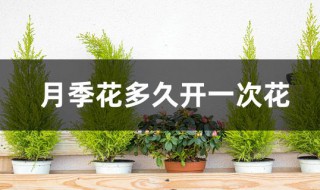 月季花多久开一次花（月季花要多久开花）