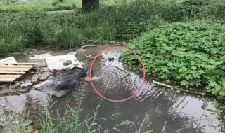 小墨蚊怎么消灭小窍门 怎么消灭墨蚊子