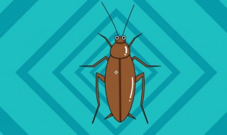 消灭蟑螂小窍门 消灭蟑螂小窍门是什么