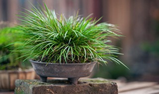 菖蒲是什么植物（菖蒲是什么植物怎么读）