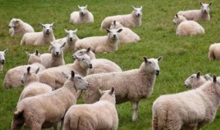 正确养羊小窍门儿方法 养羊技巧和注意事项