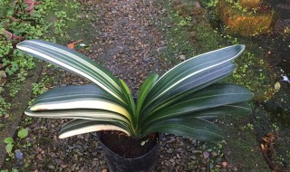 彩兰君子兰养殖小窍门（彩兰君子兰养殖小窍门）