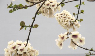 清明时节开什么花（清明前后开什么花）