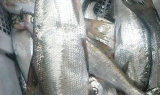 翘嘴是什么鱼 翘嘴是什么鱼?